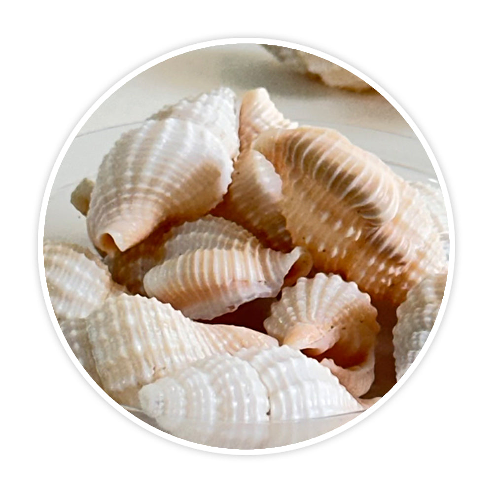Shells 7