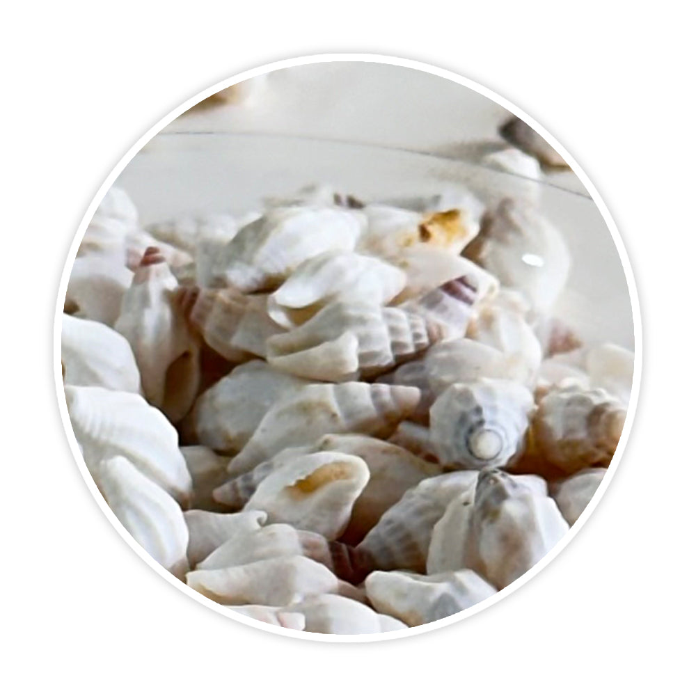Shells 9