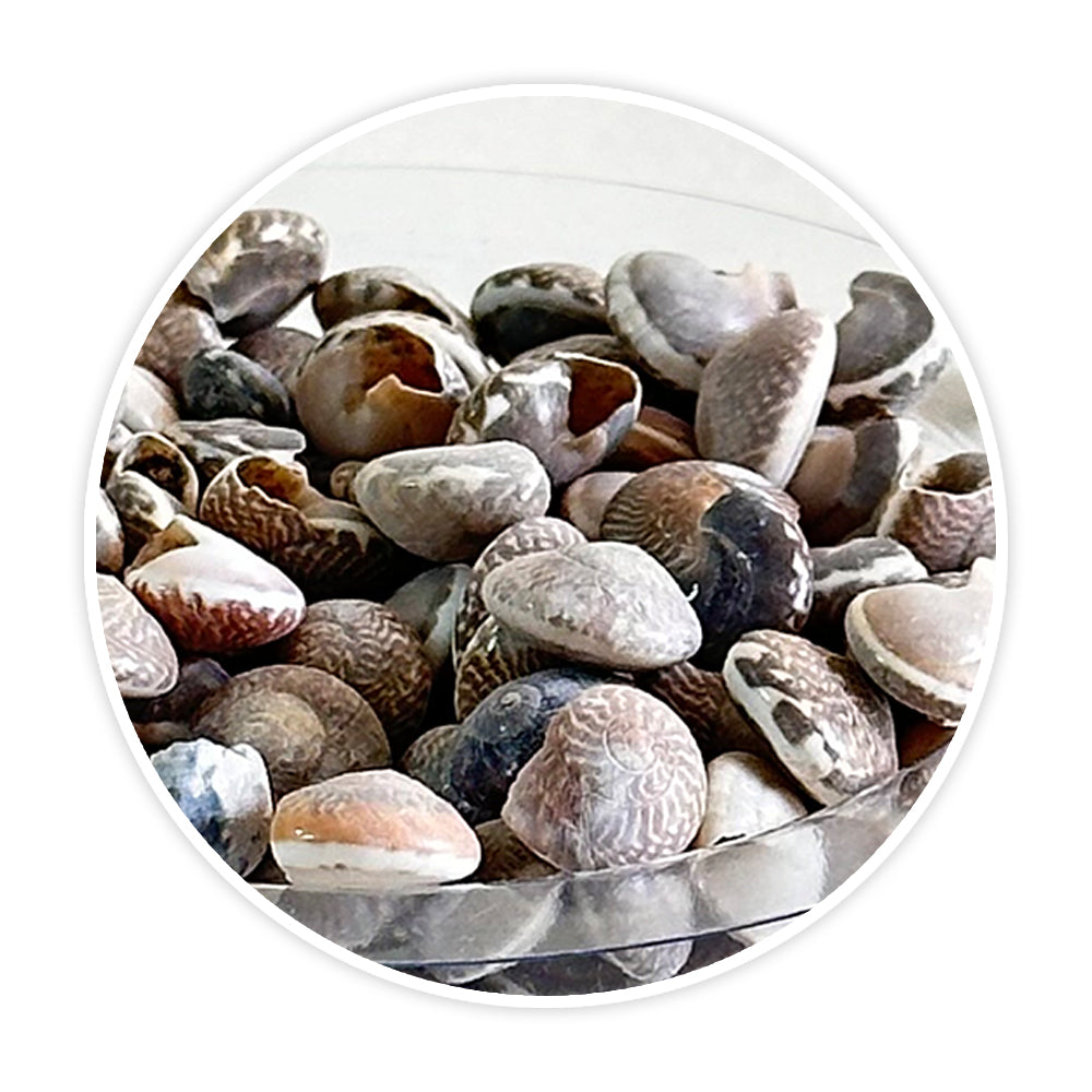 Shells 6