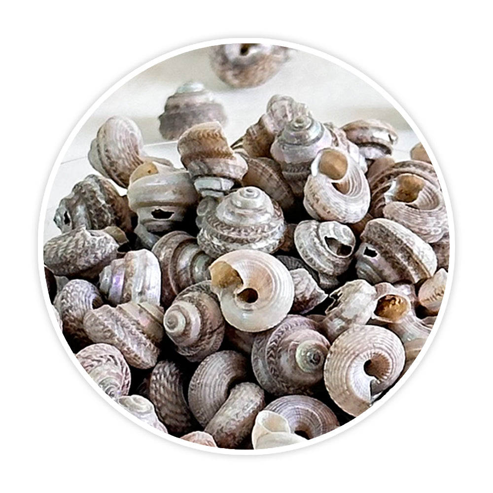 Shells 3