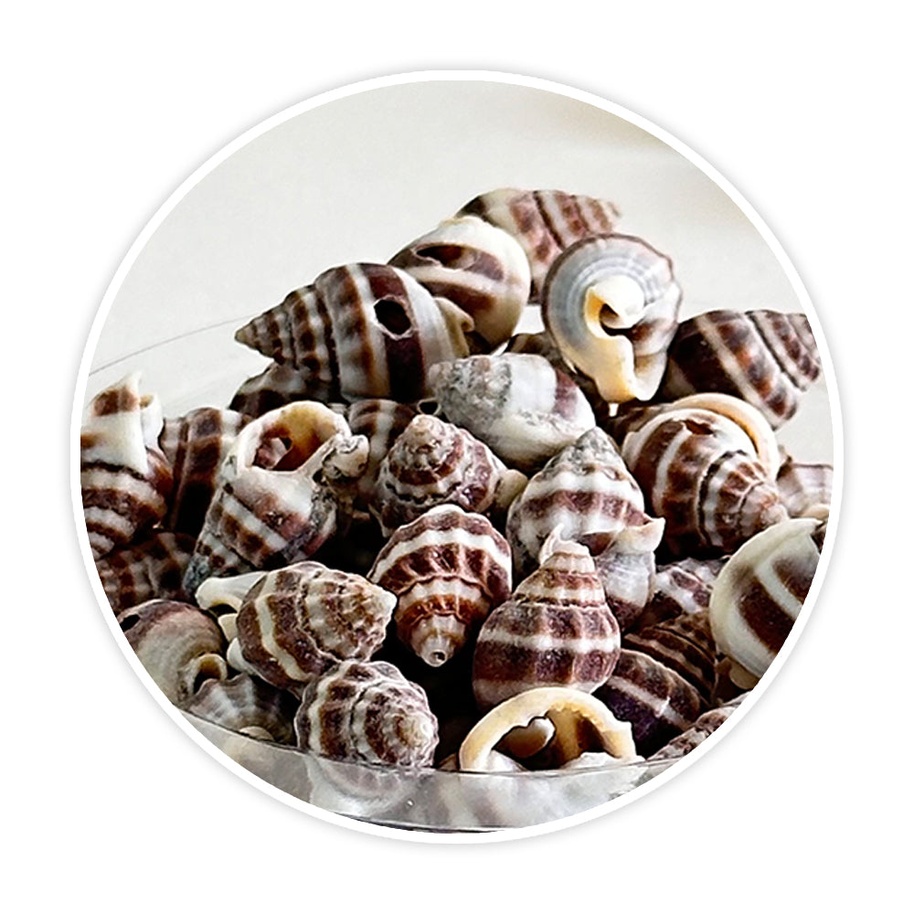 Shells 1