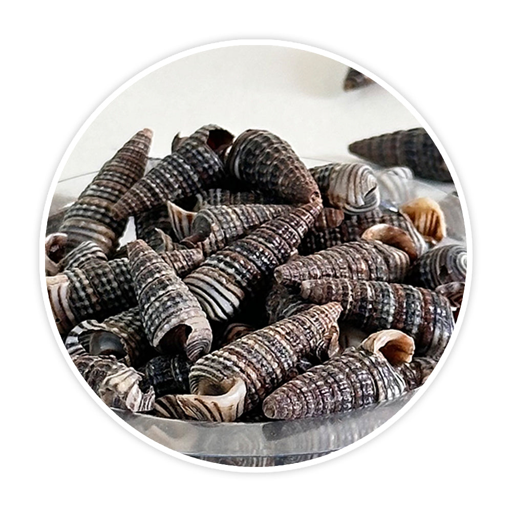 Shells 5