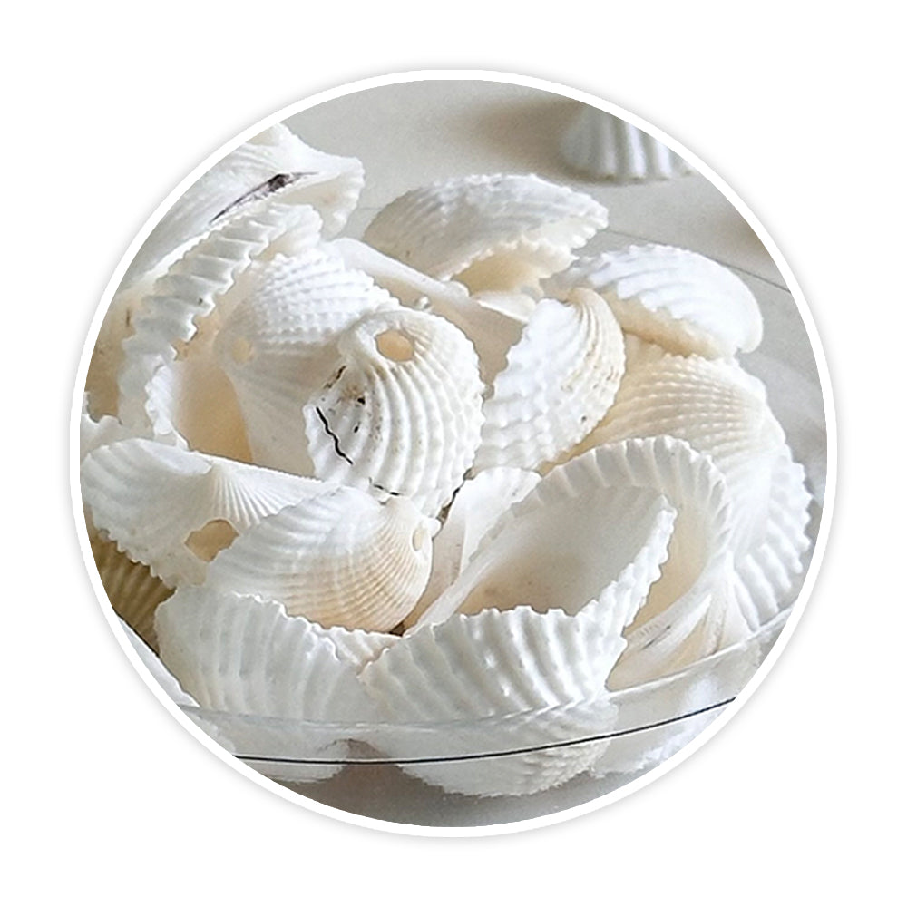 Shells 8