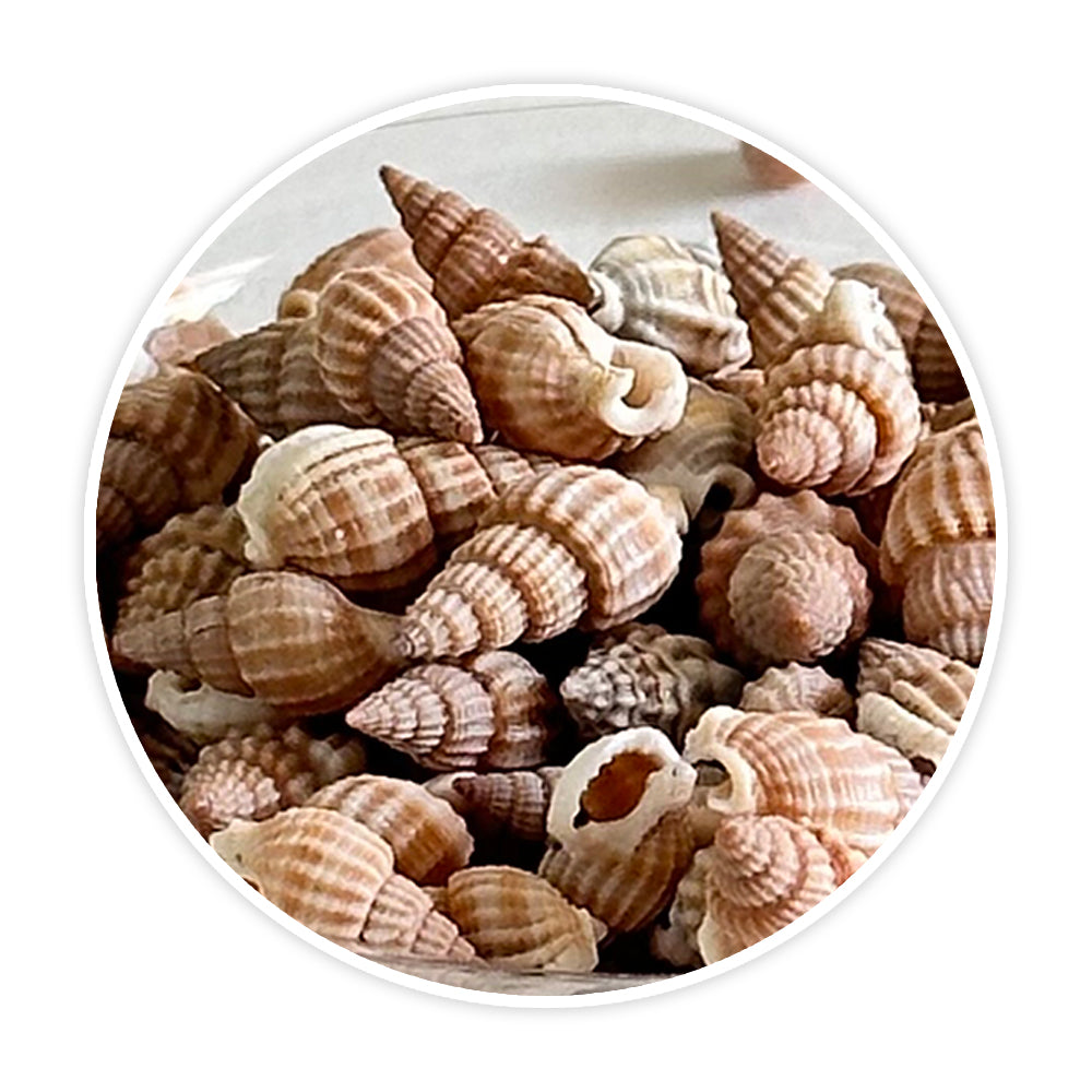 Shells 4